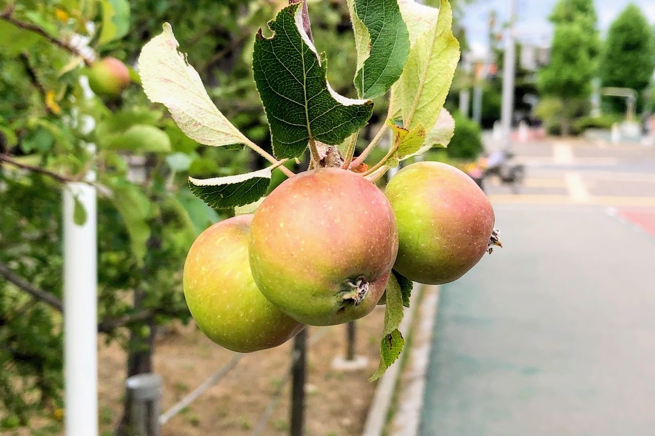 臨港線にあるリンゴの木に実がいっぱい付いてる【芦屋フォト】 – 芦屋つーしん